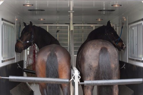 The Stresses of Equine Travel by Dr. Corinne Hills