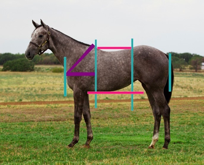 Equine Conformation – What is Correct? by Dr. Corinne Hills
